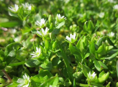 Common Chickweed, or Stellaria Media is a winter annual weed wutg skender stems and small white petals